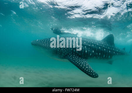 A calm whale shark gliding past a snorkeler in the Indian Ocean Stock Photo