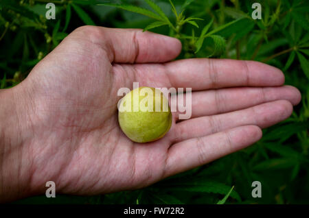 Raw almond in hand Stock Photo