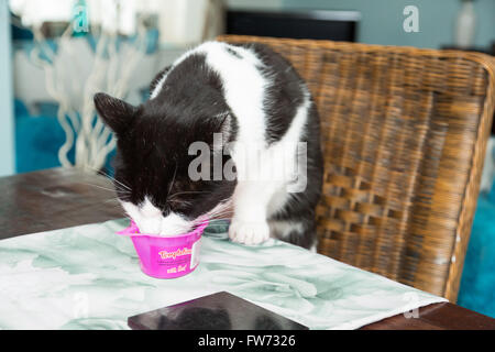 cat eating Whiskas Temptations snack meal at table in the UK Stock Photo