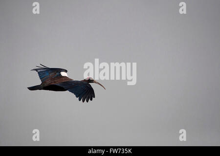 The red-naped ibis (Pseudibis papillosa), India Stock Photo