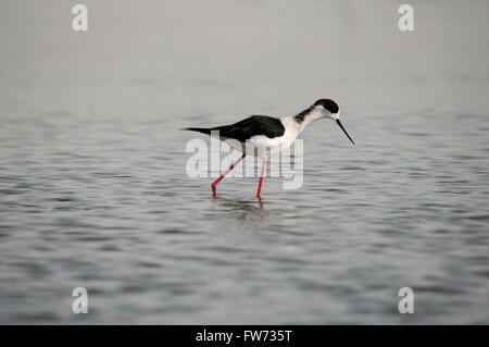 Stilt is a common name for several species of birds in the family Recurvirostridae, which also includes those known as avocets., Stock Photo