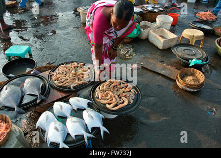 Fish kept for sale in the fish market, Harney village, Konkan, India Stock Photo