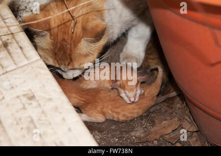 Female cat with new born kittens, India Stock Photo