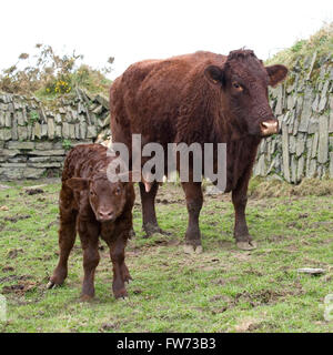 cow and baby calf Stock Photo