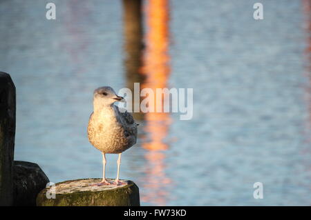 Juvenile european herring gull (Larus argentatus) sitting on wooden pole in a coastal region. Stock Photo