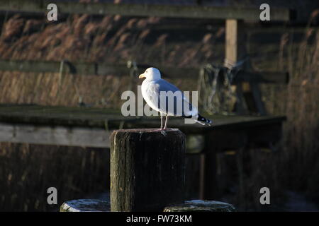 Adult european herring gull (Larus argentatus) sitting on wooden pole in a coastal region. Stock Photo