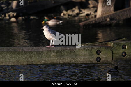 Juvenile european herring gull (Larus argentatus) sitting on wooden beam in a coastal region. Stock Photo