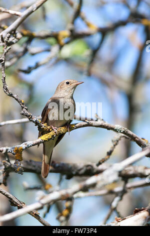 Thrush Nightingale (Luscinia luscinia). The bird perching on a branch of the tree. Stock Photo