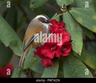 Birds on Flower, India Stock Photo