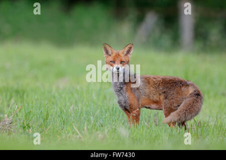 Attentive Red Fox / Rotfuchs ( Vulpes vulpes ), while change of coat, on a meadow, watching surprised directly into the camera. Stock Photo