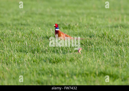 Pheasant (Phasianus colchicus). Wild bird in a natural habitat. Wildlife Photography. Stock Photo