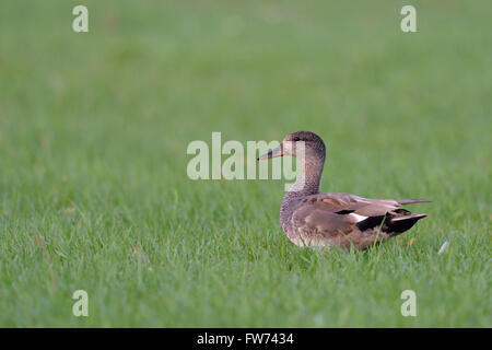 Gadwall Duck / Schnatterente ( Anas strepera ), adult male, walking through a wet meadow, watching aside. Stock Photo