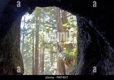A view of giant redwoods in the Lady Bird Johnson grove of Redwood National Park near Crescent City California USA Stock Photo