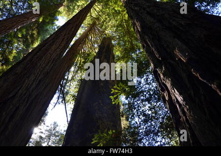 A view of giant redwoods in the Lady Bird Johnson grove of Redwood National Park near Crescent City California USA Stock Photo