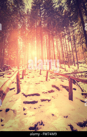 Vintage stylized sunset in mysterious forest with sun rays and long shadows on snow. Stock Photo