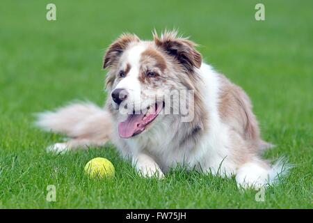 border collie lying down with a ball by her side Stock Photo