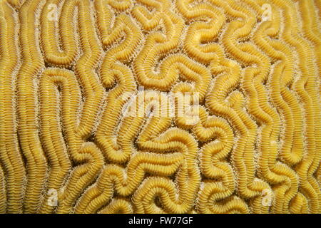 Marine life, Close-up of grooved brain coral labyrinth, Diploria labyrinthiformis, Caribbean sea Stock Photo