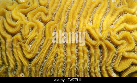 Grooved brain coral, Diploria labyrinthiformis, close-up, Atlantic ocean Stock Photo