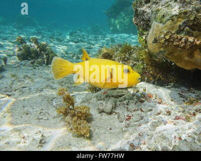Tropical fish guineafowl puffer, Arothron meleagris, yellow form, underwater in the lagoon of Huahine, Pacific ocean, Polynesia Stock Photo