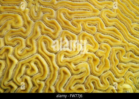 Underwater marine life, close up of grooved brain coral labyrinth, Diploria labyrinthiformis, Caribbean sea Stock Photo