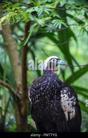 Black-fronted piping guan, Aburria jacutinga, Bird Park, Foz do Iguacu, Brazil Stock Photo