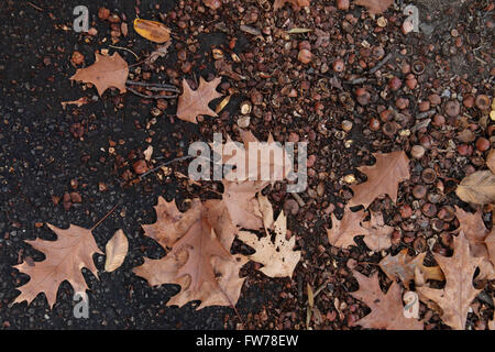 Yellow autumn leaves on the ground at Josaphat Park Stock Photo - Alamy
