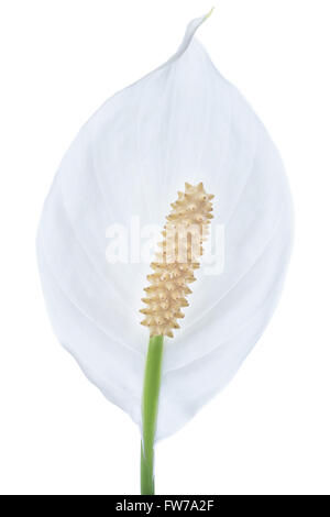 Single peace lily flower isolated against white background