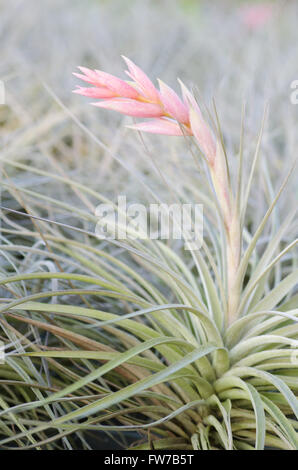 Bromeliad  (Tillandsia) Stock Photo