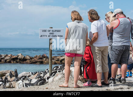 Tourists enjoying the penguins at the breeding colony in Bettys Bay Stock Photo