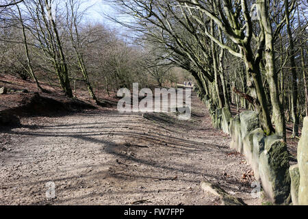 Chevin Woods, at Chevin Forest Park, Otley, West Yorkshire. Stock Photo