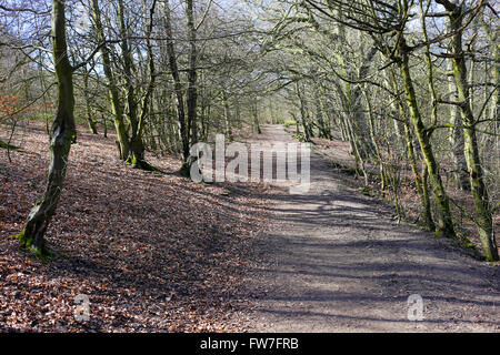 Chevin Woods, at Chevin Forest Park, Otley, West Yorkshire. Stock Photo