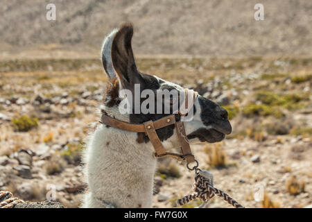 Harnessed llama working on the Pampas in Peru Stock Photo