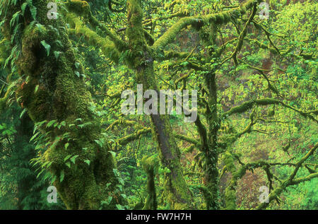 Trees Covered in Moss, Columbia River Gorge, Oregon, U.S.A. Stock Photo