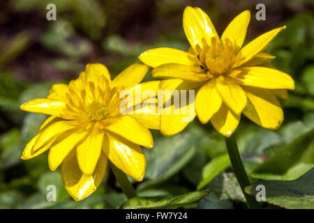 Ficaria verna 'Tortoiseshell', Lesser celandine Stock Photo