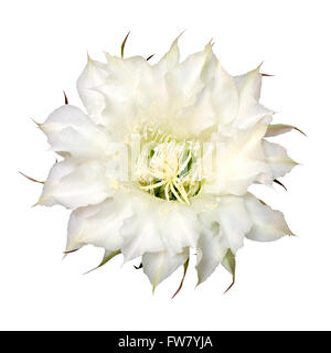 cactus flower isolated on white background Stock Photo