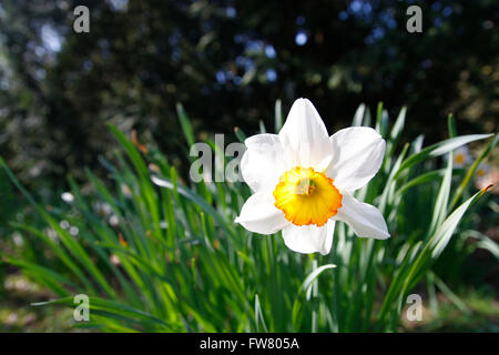 White and yellow daffodil in a field Stock Photo