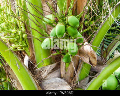 Coconut palm tree in the garden Stock Photo