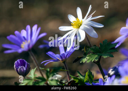 Anemone blanda, Balkan anemone, Grecian windflower or winter windflower Stock Photo