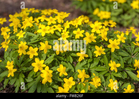 Anemone ranunculoides 'Avon', yellow wood anemone or buttercup anemone Stock Photo