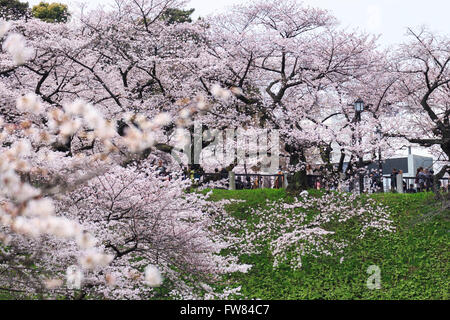 Tokyo, Japan. 1st April, 2016. Cherry blossoms are in full bloom at Chidorigafuchi on April 1, 2016, Tokyo, Japan. On Thursday, the Japan Meteorological Agency announced that Tokyo's cherry trees were in full bloom, three days earlier than usual, but two days later than last year. Chidorigafuchi is one of the most popular spots during this season, where thousands of visitors come to see the cherry blossom trees that line the Imperial Palace moat. Credit:  Rodrigo Reyes Marin/AFLO/Alamy Live News Stock Photo