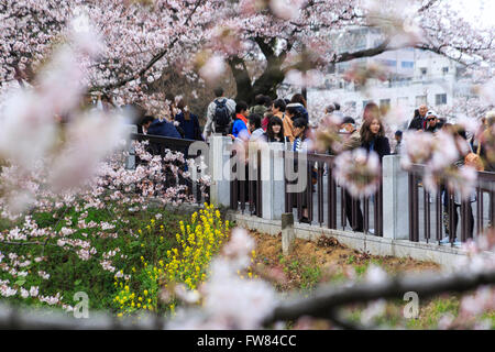 Tokyo, Japan. 1st April, 2016. Cherry blossom lovers gather at Chidorigafuchi on April 1, 2016, Tokyo, Japan. On Thursday, the Japan Meteorological Agency announced that Tokyo's cherry trees were in full bloom, three days earlier than usual, but two days later than last year. Chidorigafuchi is one of the most popular spots during this season, where thousands of visitors come to see the cherry blossom trees that line the Imperial Palace moat. Credit:  Rodrigo Reyes Marin/AFLO/Alamy Live News Stock Photo