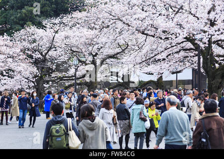 Tokyo, Japan. 1st April, 2016. Cherry blossom lovers gather at Chidorigafuchi on April 1, 2016, Tokyo, Japan. On Thursday, the Japan Meteorological Agency announced that Tokyo's cherry trees were in full bloom, three days earlier than usual, but two days later than last year. Chidorigafuchi is one of the most popular spots during this season, where thousands of visitors come to see the cherry blossom trees that line the Imperial Palace moat. Credit:  Rodrigo Reyes Marin/AFLO/Alamy Live News Stock Photo