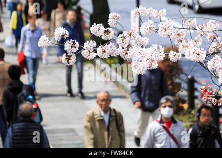 Tokyo, Japan. 1st April, 2016. Cherry blossom lovers gather at Chidorigafuchi on April 1, 2016, Tokyo, Japan. On Thursday, the Japan Meteorological Agency announced that Tokyo's cherry trees were in full bloom, three days earlier than usual, but two days later than last year. Chidorigafuchi is one of the most popular spots during this season, where thousands of visitors come to see the cherry blossom trees that line the Imperial Palace moat. Credit:  Rodrigo Reyes Marin/AFLO/Alamy Live News Stock Photo