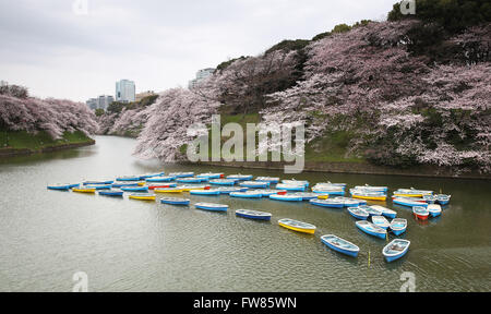 Tokyo. 1st Apr, 2016. Photo taken on April 1, 2016 shows cherry blossoms in full bloom alongside Chidorigafuchi moat in Tokyo, Japan. © Liu Tian/Xinhua/Alamy Live News Stock Photo