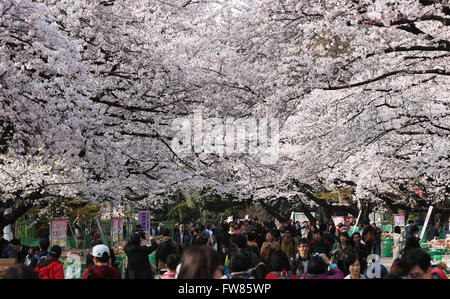 Tokyo. 1st Apr, 2016. Photo taken on April 1, 2016 shows cherry blossoms in full bloom in Tokyo, Japan. © Liu Tian/Xinhua/Alamy Live News Stock Photo