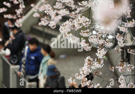 Tokyo. 1st Apr, 2016. Photo taken on April 1, 2016 shows cherry blossoms in full bloom alongside Chidorigafuchi moat in Tokyo, Japan. © Liu Tian/Xinhua/Alamy Live News Stock Photo