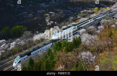 Beijing, China. 1st Apr, 2016. Two trains run through a field of flowers near the Juyongguan Pass of the Great Wall in Beijing, capital of China, April 1, 2016. © Yang Baosen/Xinhua/Alamy Live News Stock Photo
