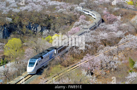 Beijing, China. 1st Apr, 2016. A train runs through a field of flowers near the Juyongguan Pass of the Great Wall in Beijing, capital of China, April 1, 2016. © Yang Baosen/Xinhua/Alamy Live News Stock Photo