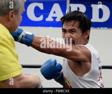 Hollywood, California, USA. 1st April, 2016. Manny Pacquiao works out with his trainer Freddie Roach on his upcoming fight with Timothy BradleyThe two will be fighting each other for the 3rd time Saturday, April 9, at the MGM Grand Garden Arena in Las Vegas, Nevada. 1st Apr, 2016. Photo by Gene Blevins/LA Daily News/ZumaPress Credit:  Gene Blevins/ZUMA Wire/Alamy Live News Stock Photo