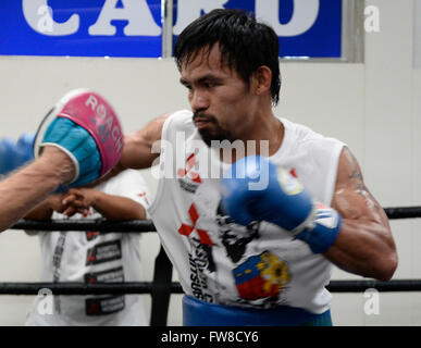 Hollywood, California, USA. 1st April, 2016. Manny Pacquiao works out with his trainer Freddie Roach on his upcoming fight with Timothy BradleyThe two will be fighting each other for the 3rd time Saturday, April 9, at the MGM Grand Garden Arena in Las Vegas, Nevada. 1st Apr, 2016. Photo by Gene Blevins/LA Daily News/ZumaPress Credit:  Gene Blevins/ZUMA Wire/Alamy Live News Stock Photo